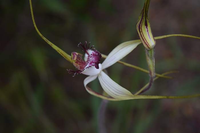 Caladenia - Orchid-spider-0046.JPG